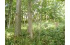 Property photo 10 - AUCTION CANCELLED TONIGHT!! SOLD Prior to Auction! 84+/- Acres Offered in 4 Tracts
